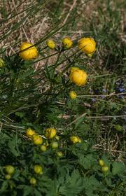 Attēlu rezultāti vaicājumam “Trollius europaeus bud”