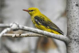 Attēlu rezultāti vaicājumam “Oriolus oriolus male”