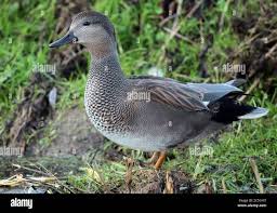 Attēlu rezultāti vaicājumam “Anas strepera”