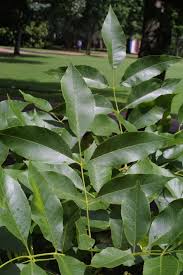 Attēlu rezultāti vaicājumam “Fraxinus pennsylvanica leaf”