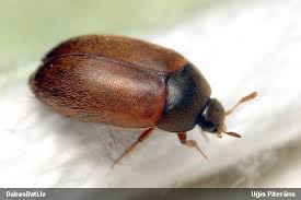 Attēlu rezultāti vaicājumam “Attagenus smirnovi”