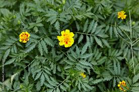 Attēlu rezultāti vaicājumam “Tagetes leaf”