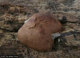 Attēlu rezultāti vaicājumam “Reticularia sp.”