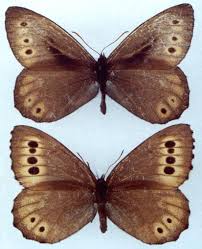 Attēlu rezultāti vaicājumam “Oeneis jutta underside”