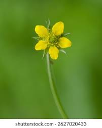 Attēlu rezultāti vaicājumam “Geum urbanum flower”
