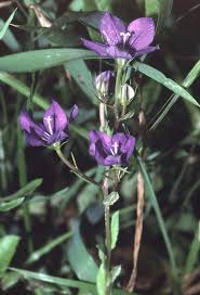 Image result for Legousia speculum-veneris