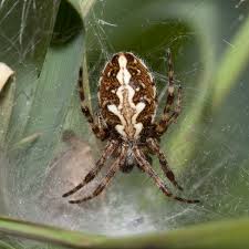 Attēlu rezultāti vaicājumam “Aculepeira ceropegia”