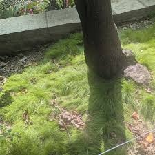 Attēlu rezultāti vaicājumam “Carex arenaria  leaf”