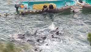 Image result for japan dolphin slaughter