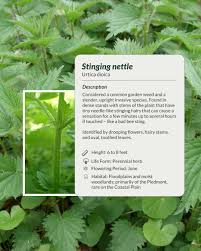 Attēlu rezultāti vaicājumam “Urtica dioica”