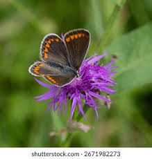 Attēlu rezultāti vaicājumam “Polyommatus icarus female”