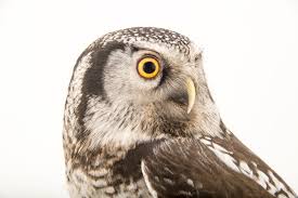 Image result for Surnia ulula