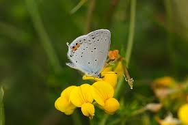 Attēlu rezultāti vaicājumam “Everes argiades male”