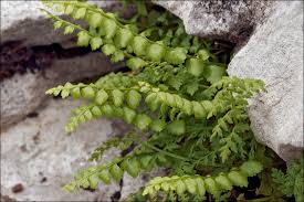 Attēlu rezultāti vaicājumam “Asplenium trichomanes”