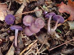 Attēlu rezultāti vaicājumam “Laccaria amethystina”