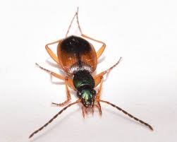 Attēlu rezultāti vaicājumam “Anchomenus dorsalis”