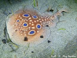 Image result for Torpedo torpedo