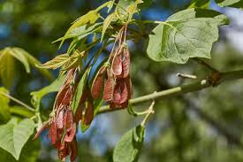 Attēlu rezultāti vaicājumam “Acer negundo fruit”