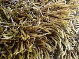 Attēlu rezultāti vaicājumam “Brachythecium albicans”