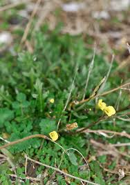 Attēlu rezultāti vaicājumam “Diplotaxis muralis flower”