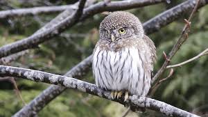 Attēlu rezultāti vaicājumam “Glaucidium passerinum”