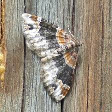 Attēlu rezultāti vaicājumam “Xanthorhoe ferrugata”