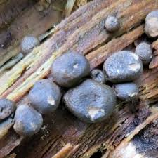 Attēlu rezultāti vaicājumam “Lycogala leopardinum”