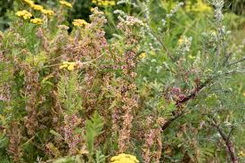 Attēlu rezultāti vaicājumam “Cuscuta europaea flower”