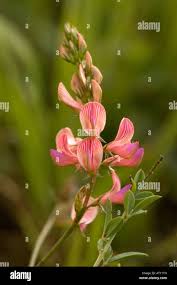 Attēlu rezultāti vaicājumam “Onobrychis arenaria”