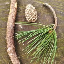 Attēlu rezultāti vaicājumam “Pinus sylvestris”