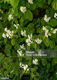 Attēlu rezultāti vaicājumam “Amelanchier spicata flower”