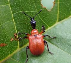 Attēlu rezultāti vaicājumam “Apoderus coryli”