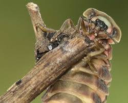 Attēlu rezultāti vaicājumam “Lampyris noctiluca”