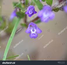 Attēlu rezultāti vaicājumam “Acinos arvensis flower”