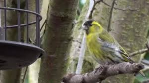 Attēlu rezultāti vaicājumam “Carduelis spinus male”