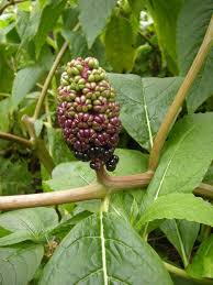 Attēlu rezultāti vaicājumam “Phytolacca acinosa”
