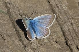 Attēlu rezultāti vaicājumam “Agrodiaetus damon underside”