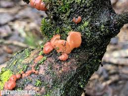 Attēlu rezultāti vaicājumam “Craterocolla cerasi”