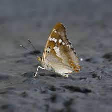 Attēlu rezultāti vaicājumam “Apatura ilia male”