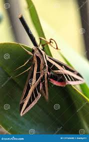 Attēlu rezultāti vaicājumam “Sphingidae”