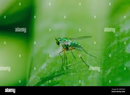 Attēlu rezultāti vaicājumam “Dolichopodidae”