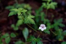 Attēlu rezultāti vaicājumam “Geraniaceae”