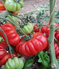 Afbeeldingsresultaat voor costoluto genovese tomato