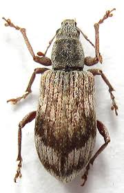 Attēlu rezultāti vaicājumam “Polydrusus tereticollis”