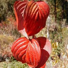 Attēlu rezultāti vaicājumam “Cornus mas flower”