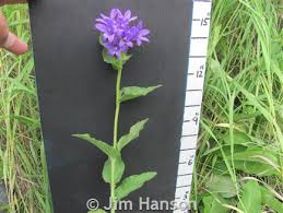 Attēlu rezultāti vaicājumam “Campanula glomerata leaf”