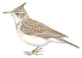 Attēlu rezultāti vaicājumam “Galerida cristata adult”