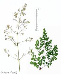 Attēlu rezultāti vaicājumam “Thalictrum minus”