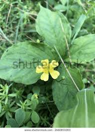 Attēlu rezultāti vaicājumam “Ranunculus flammula”