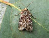 Attēlu rezultāti vaicājumam “Lycophotia porphyrea”